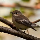 European pied flycatcher