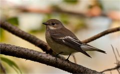 European pied flycatcher