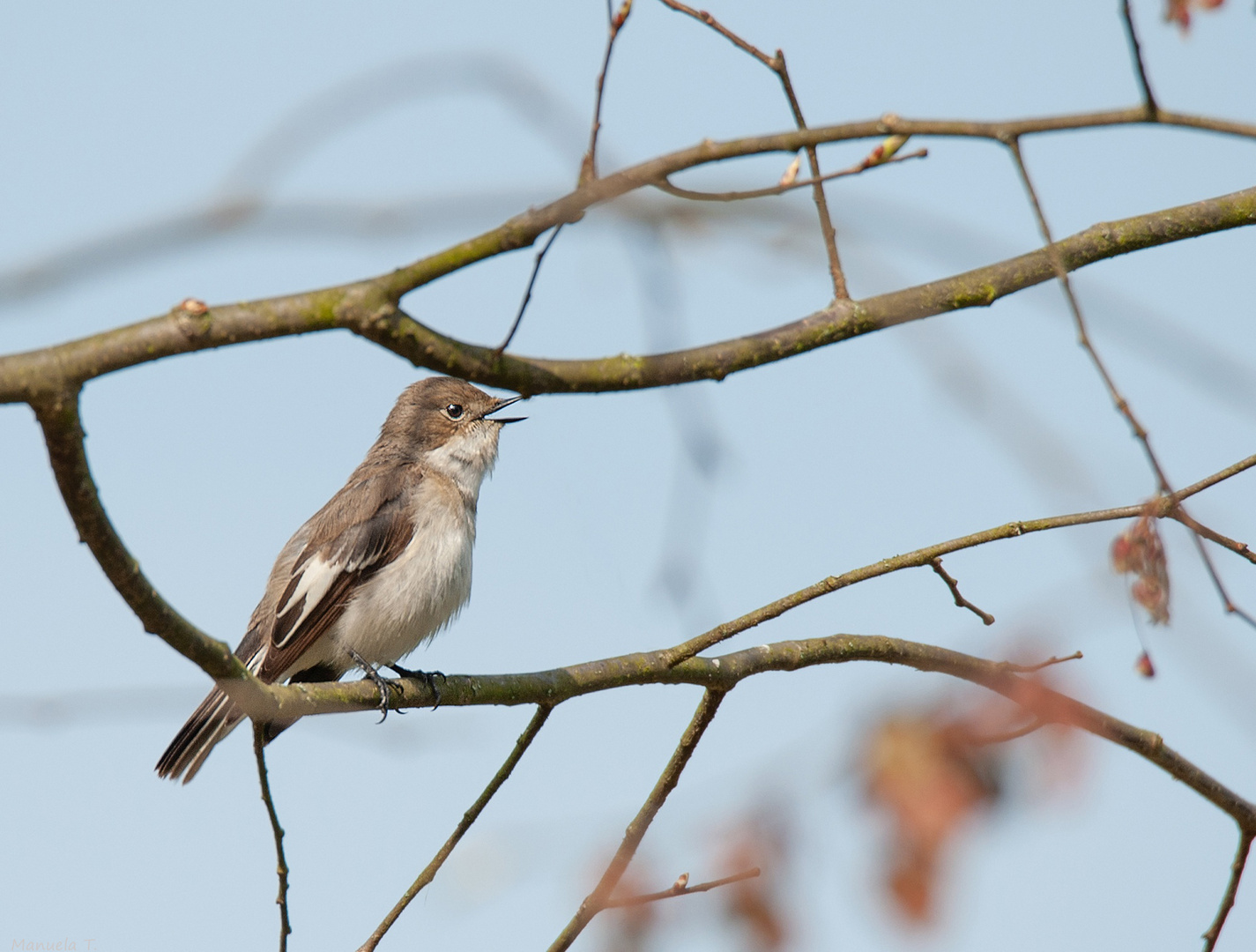 European pied flycatcher