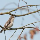 European pied flycatcher