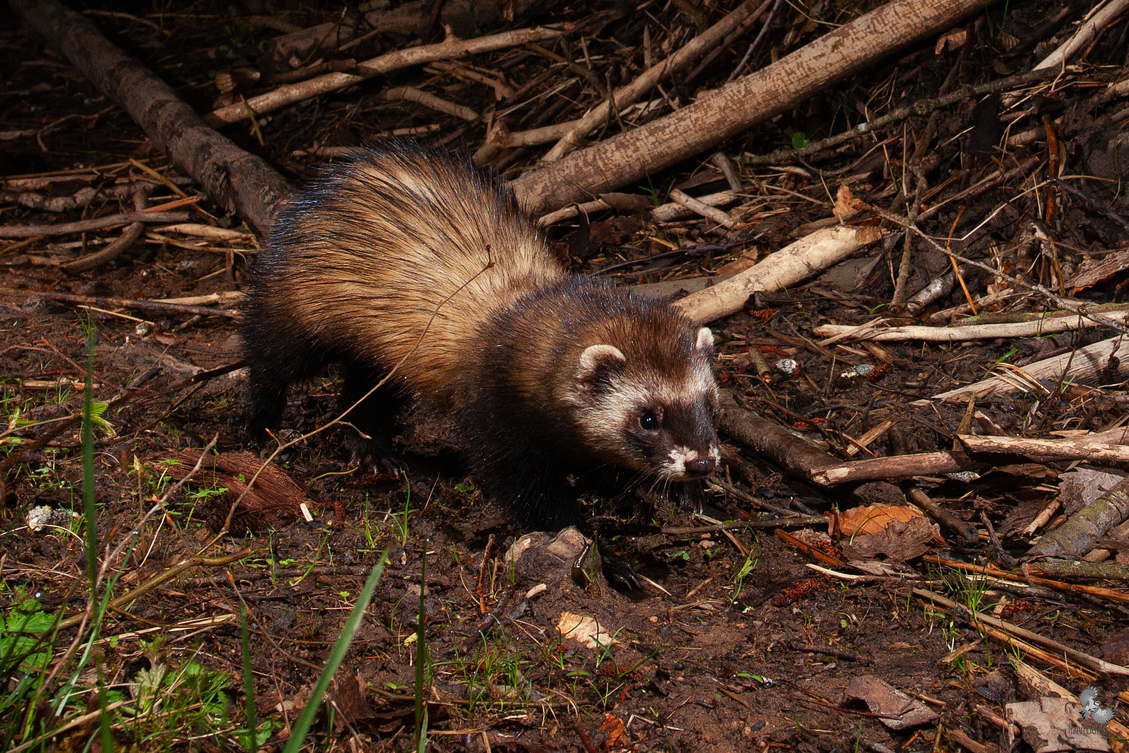 European polecat (Mustela putorius) Europäischer Iltis, Thüringen, Germany