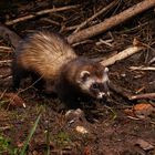 European polecat (Mustela putorius) Europäischer Iltis, Thüringen, Germany