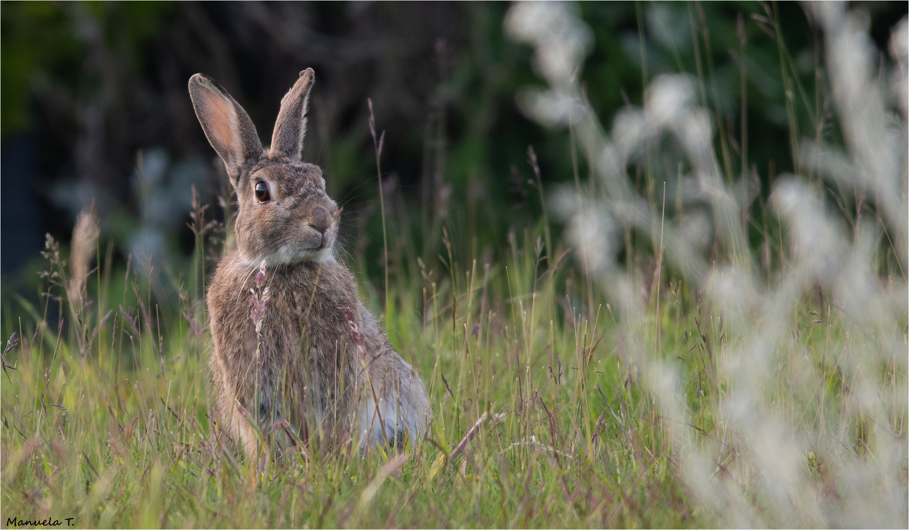 European rabbit 