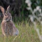 European rabbit 