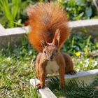 European Red Squirrel