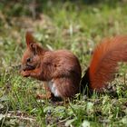 European Red Squirrel - Portrait - Berlin, Germany