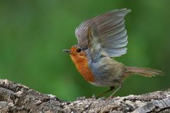European Robin
