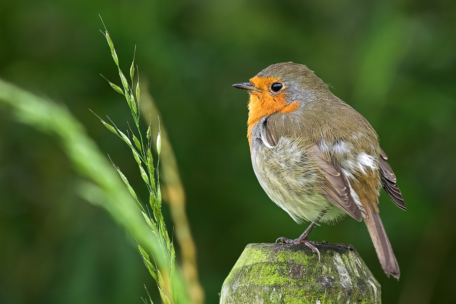 European Robin