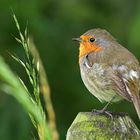 European Robin