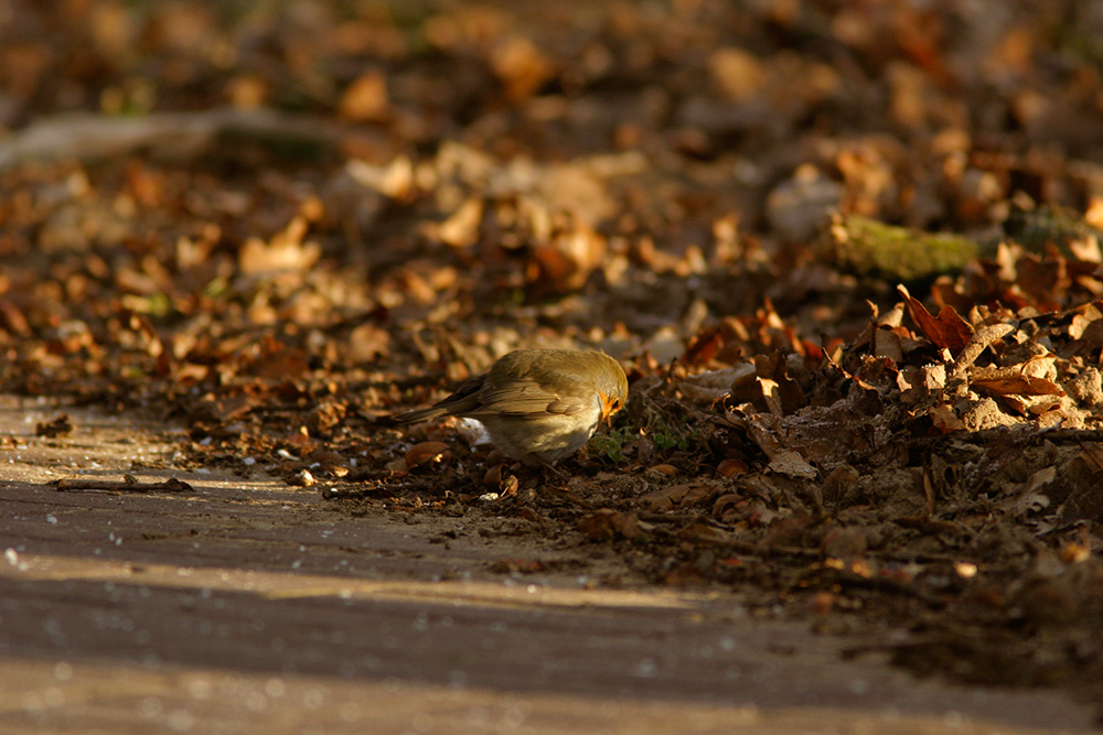 European Robin