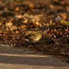 European Robin