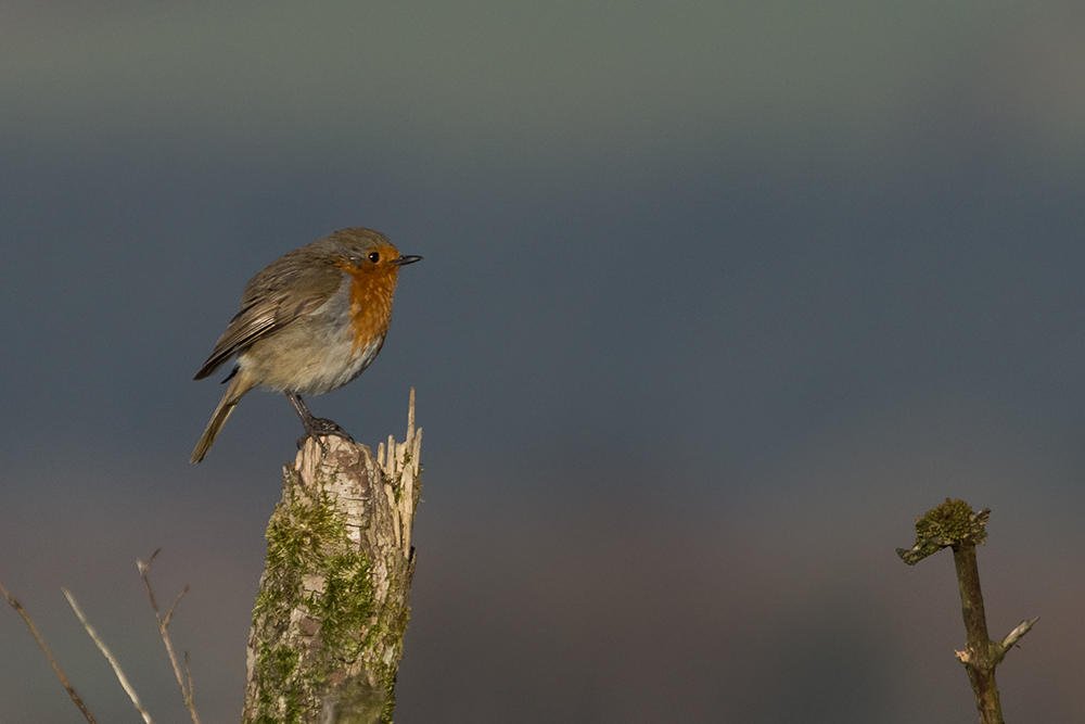 European Robin