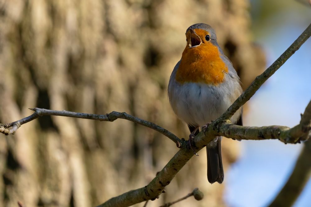 European Robin