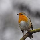 European robin