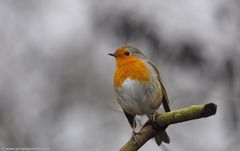 European robin