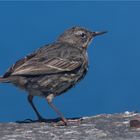 European rock pipit 