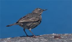 European rock pipit 