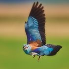 European roller