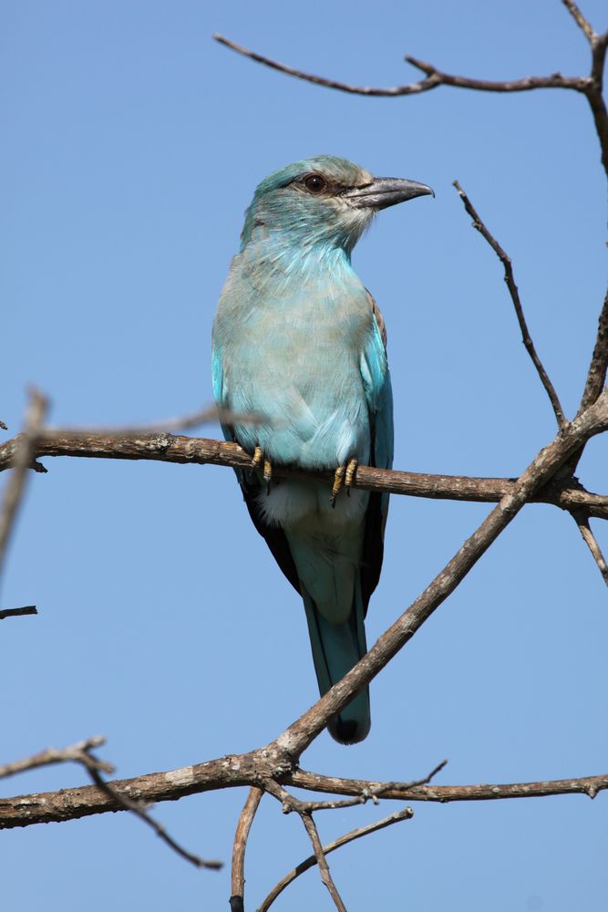 European Roller