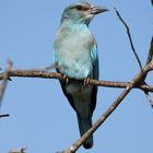 European Roller