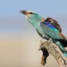 european roller