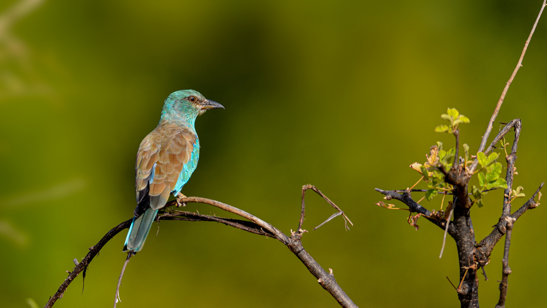 European Roller