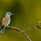 European Roller