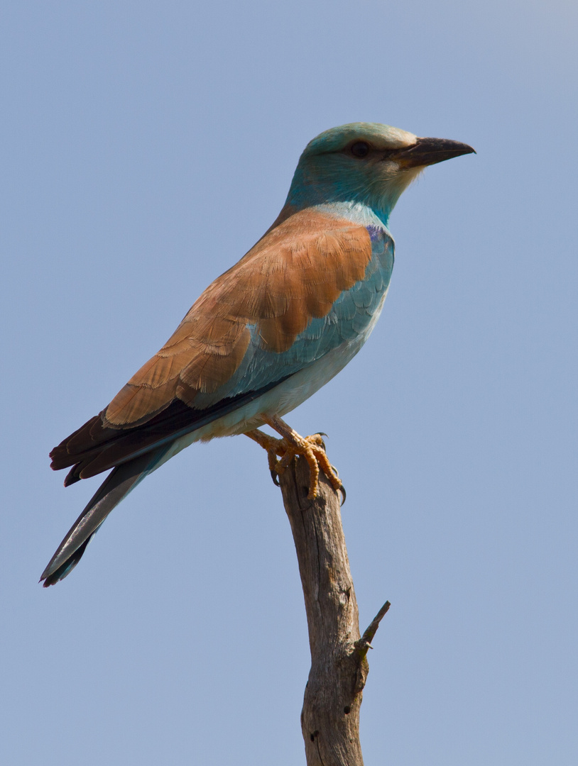 European Roller