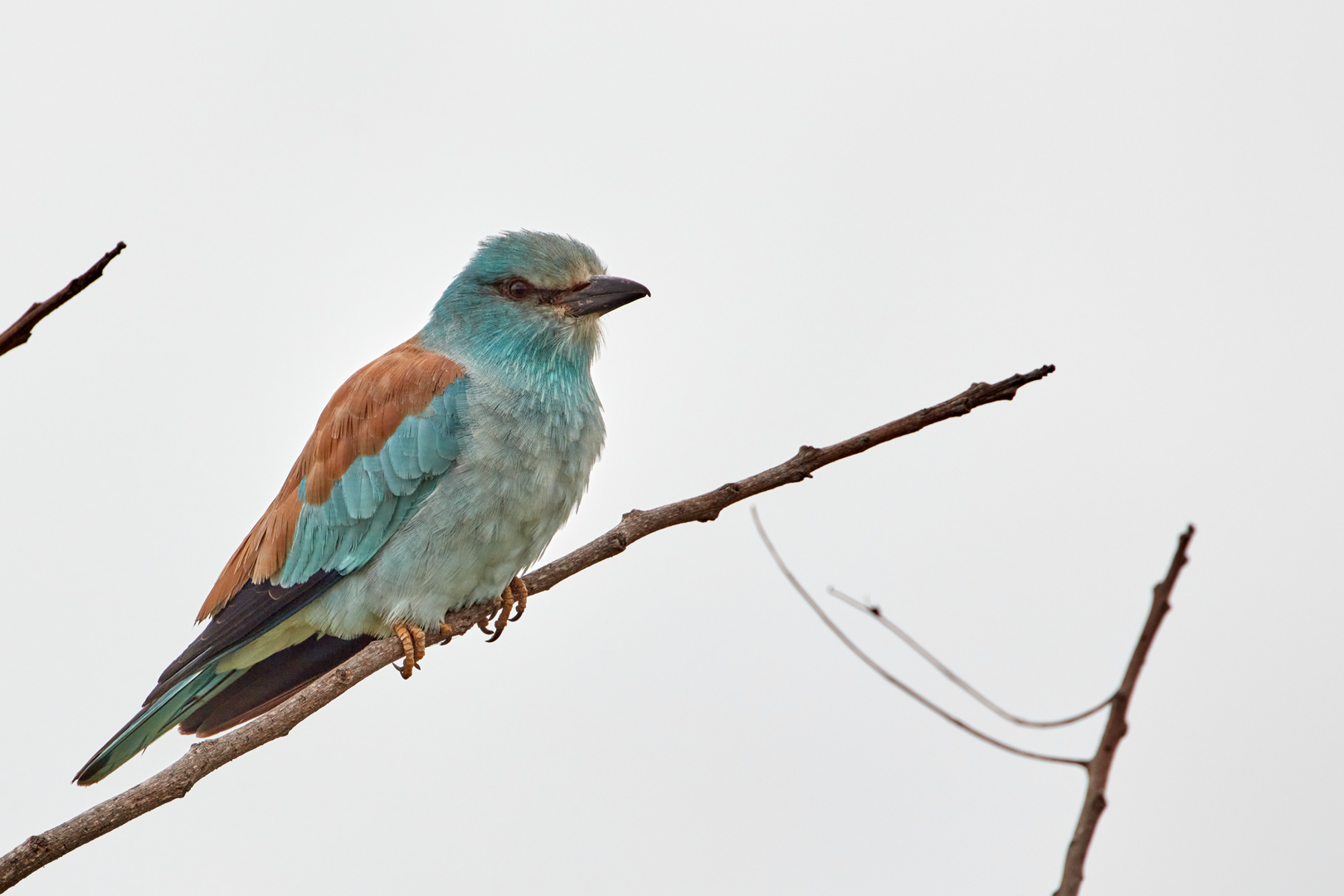 European Roller (Blauracke) wintering in Krueger National Park