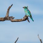 European Roller (Botswana)