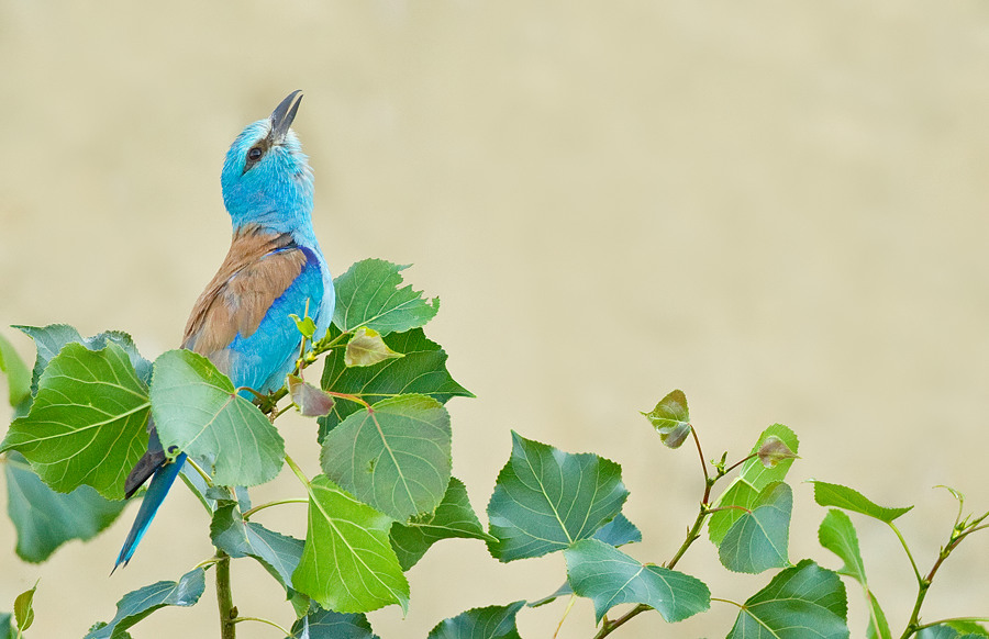 European Roller