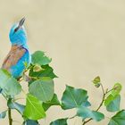 European Roller