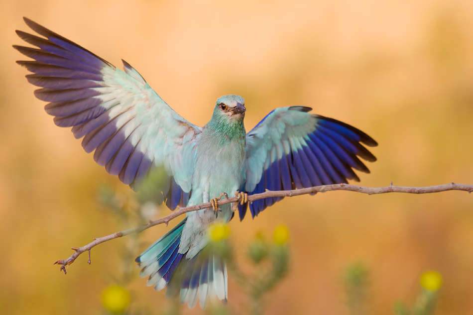 European Roller (Coracias garrulus)