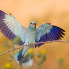 European Roller (Coracias garrulus)