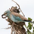 European Roller