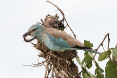 European Roller