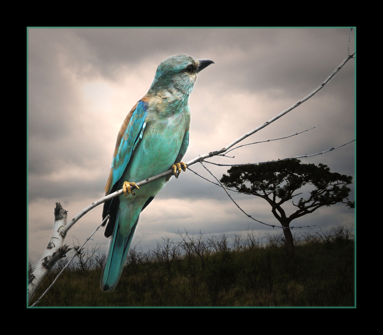 European roller