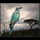 European roller