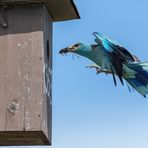 European roller shortly before the entrance hole