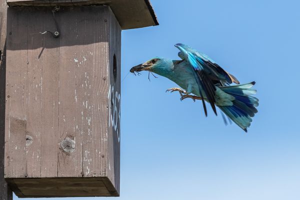 European roller shortly before the entrance hole