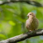 European Serin