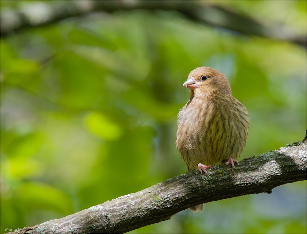 European Serin