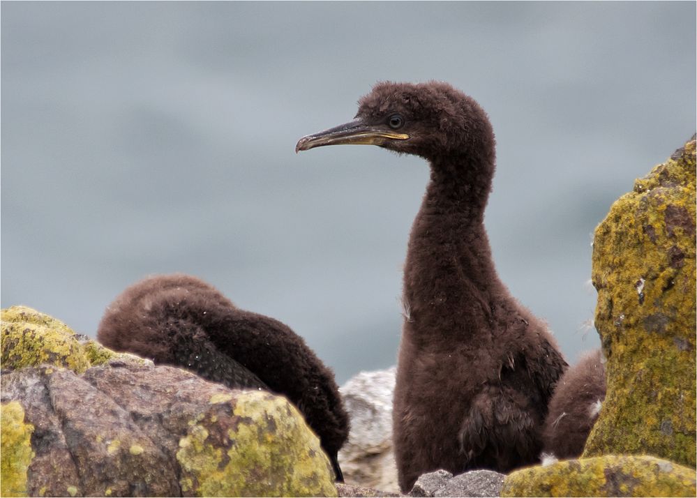 European shag