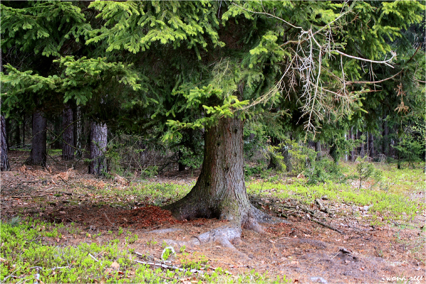 European spruce