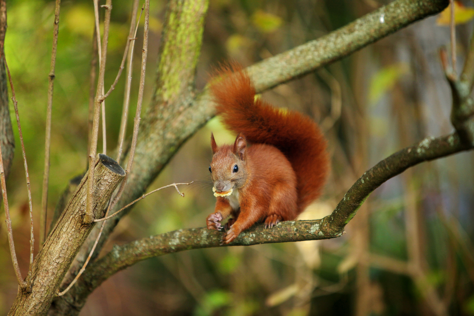 European Squirrel with Nut