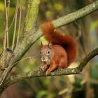 European Squirrel with Nut