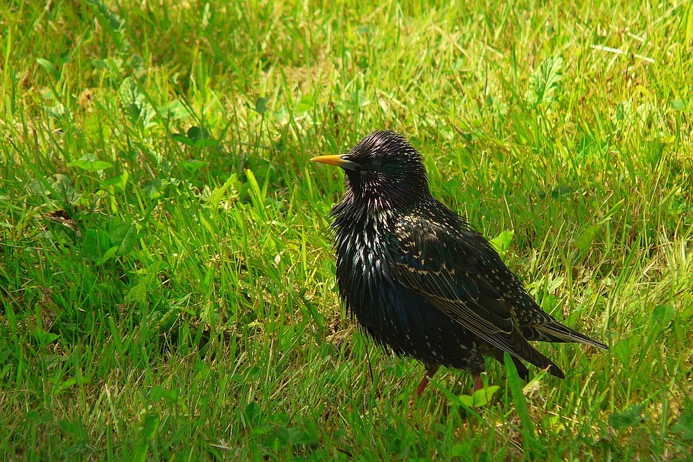 European Starling