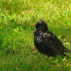 European Starling