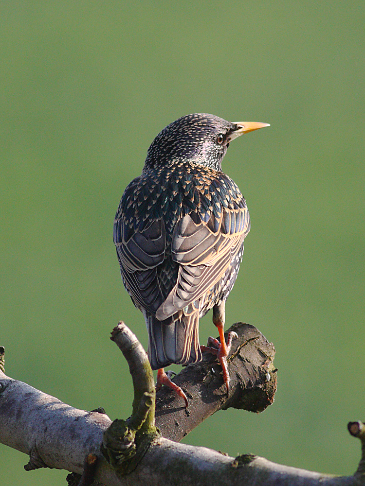 European Starling