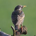 European Starling